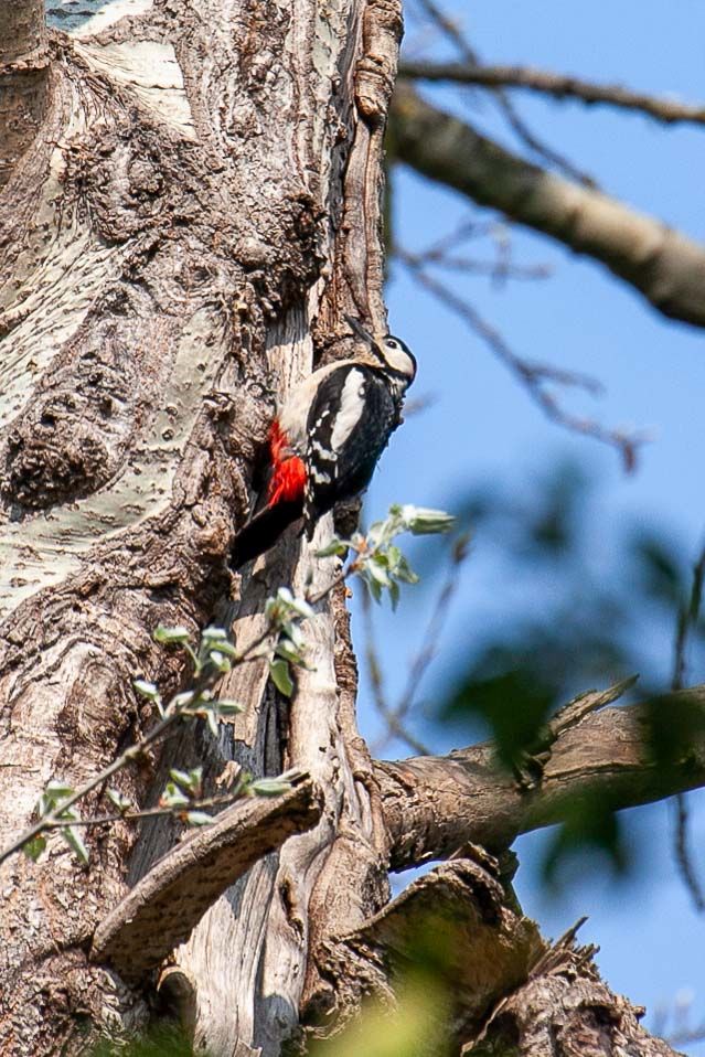 Great spotted Woodpecker 